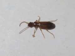 Paradromius linearis
