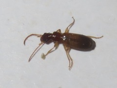 Paradromius linearis