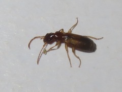 Paradromius linearis