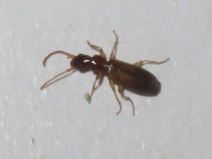 Paradromius linearis