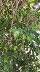 Ficus benjamina