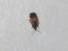 Cardiastethus fasciiventris