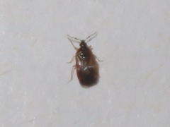 Cardiastethus fasciiventris