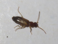 Paradromius linearis