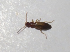 Paradromius linearis