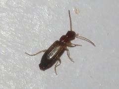 Paradromius linearis