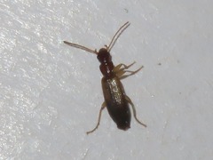 Paradromius linearis