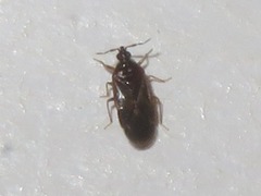 Cardiastethus fasciiventris