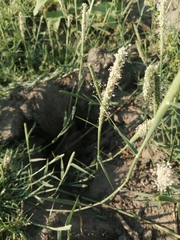 Sporobolus alopecuroides