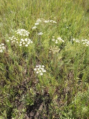 Kitagawia baicalensis