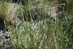 Allium rubens