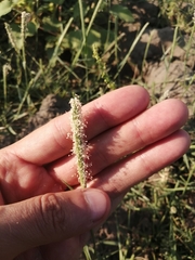 Sporobolus alopecuroides