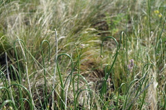 Allium rubens