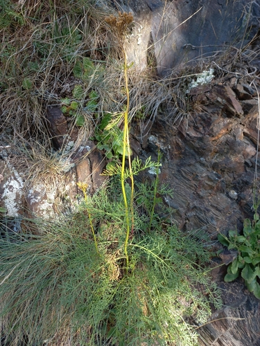 Achillea chamaemelifolia, photograph 4