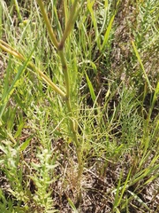 Kitagawia baicalensis