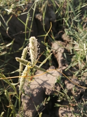 Sporobolus alopecuroides