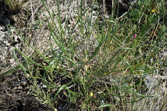 Allium rubens