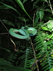 Trimeresurus yingjiangensis
