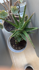 Aloe vera