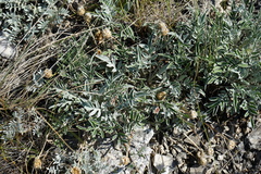 Psephellus sibiricus