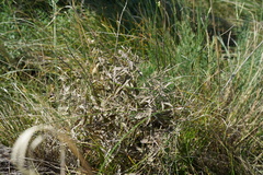 Nepeta ucranica