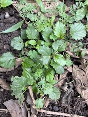 Malvastrum coromandelianum