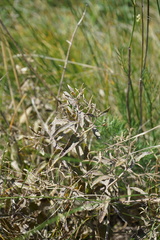 Nepeta ucranica
