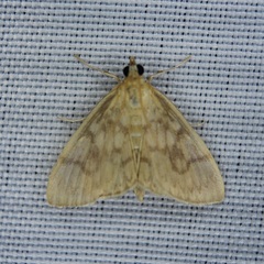 Crocidophora serratissimalis