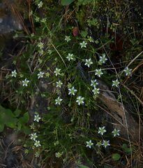 Moehringia ciliata