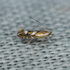 Phyllonorycter propinquinella