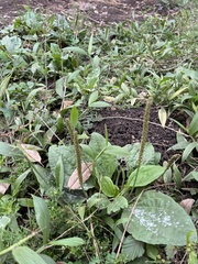 Plantago major