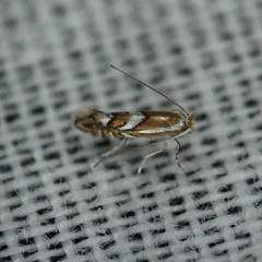 Phyllonorycter propinquinella