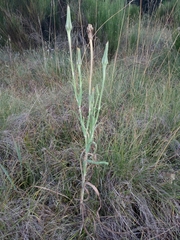 Scorzonera angustifolia