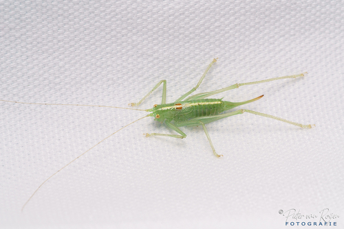 Southern Oak Bush-cricket, Charlois, Rotterdam, Nederland, photo 10 of 10
