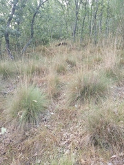 Festuca elegans