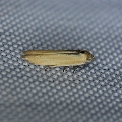 Holcocera immaculella