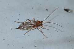 Tryphoninae