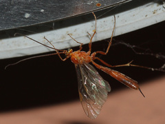 Tryphoninae