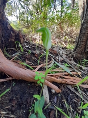 Pterostylis pyramidalis
