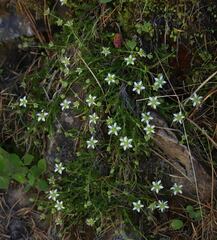 Moehringia ciliata