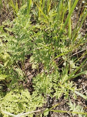 Artemisia tanacetifolia
