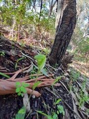 Pterostylis pyramidalis