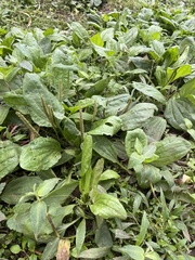 Plantago major