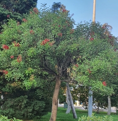 Erythrina crista-galli