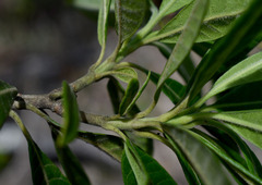 Alstonia muelleriana