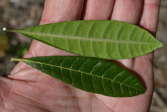 Alstonia muelleriana