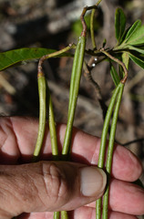 Alstonia muelleriana