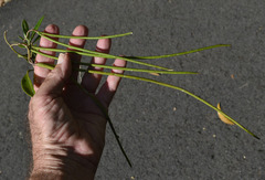 Alstonia muelleriana