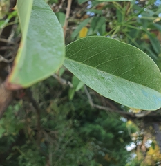 Erythrina crista-galli