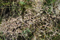 Nepeta ucranica